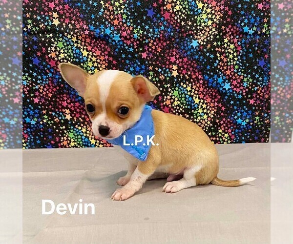 Medium Photo #1 Chihuahua Puppy For Sale in WINNSBORO, LA, USA