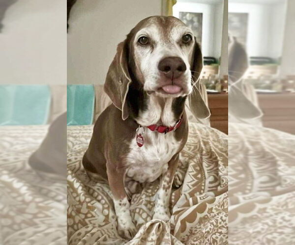 Medium Photo #5 Beagle Puppy For Sale in Dunnellon, FL, USA