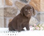 Small #4 Labrador Retriever