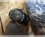 Small Photo #22 Frenchie Pug Puppy For Sale in BLOOMINGTON, IL, USA