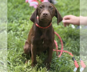 - Mix Dogs for adoption in Yardley, PA, USA