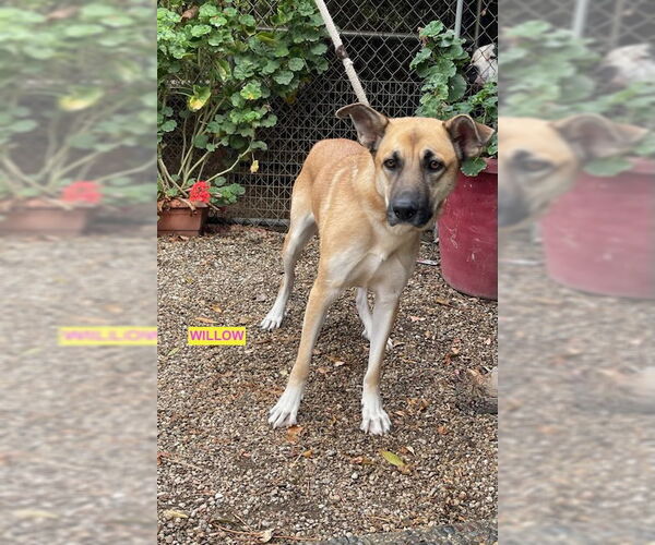 Medium Photo #3 Mutt Puppy For Sale in Woodland Hills, CA, USA