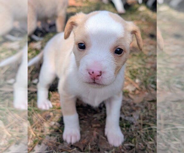 Medium Photo #2 Mutt Puppy For Sale in Brooklyn Center, MN, USA