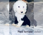 Small Photo #3 Sheepadoodle Puppy For Sale in CORYDON, IN, USA