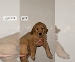 Small Photo #5 Golden Retriever Puppy For Sale in DENVER, CO, USA