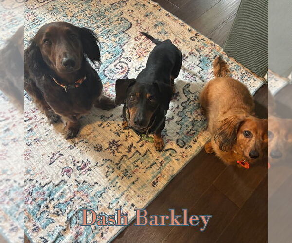 Medium Photo #6 Dachshund Puppy For Sale in San Antonio, TX, USA