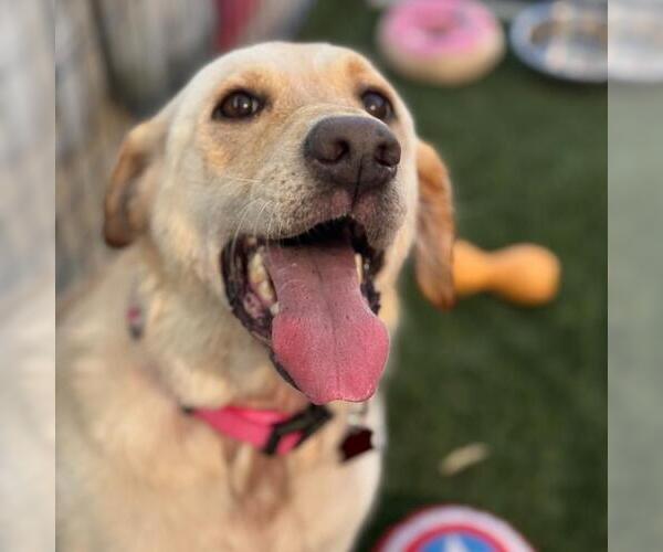 Medium Photo #3 Labrador Retriever Puppy For Sale in San Diego, CA, USA