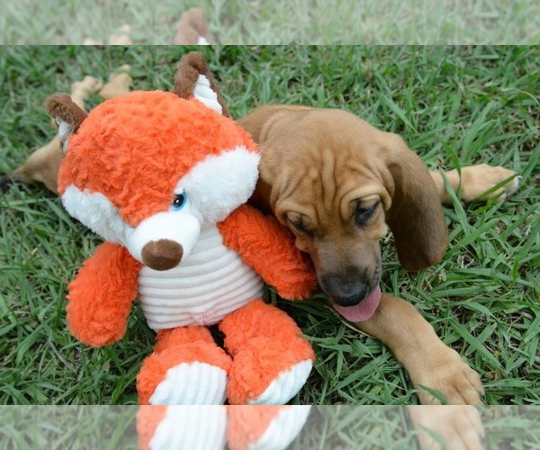 Medium Photo #6 Bloodhound Puppy For Sale in CORNING, AR, USA