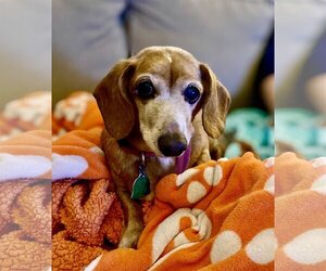 Dachshund Dogs for adoption in Fruitland, SC, USA
