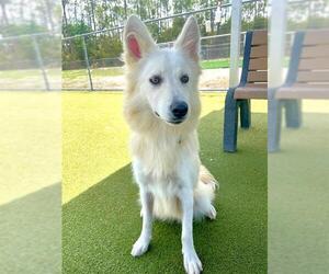 Great Pyrenees-Unknown Mix Dogs for adoption in Naples, FL, USA