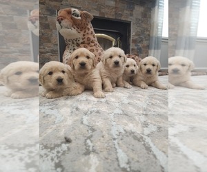 Golden Retriever Puppy for sale in ELVERTA, CA, USA