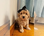 Small Photo #1 Poodle (Miniature) Puppy For Sale in INDIANAPOLIS, IN, USA