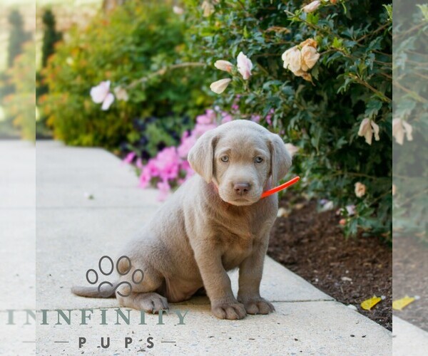 Medium Photo #1 Labrador Retriever Puppy For Sale in NARVON, PA, USA