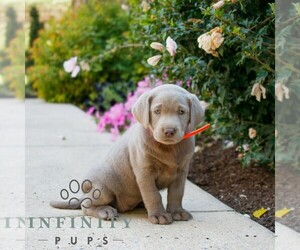 Labrador Retriever Puppy for sale in NARVON, PA, USA