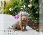 Small Labrador Retriever