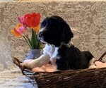 Small English Springer Spaniel