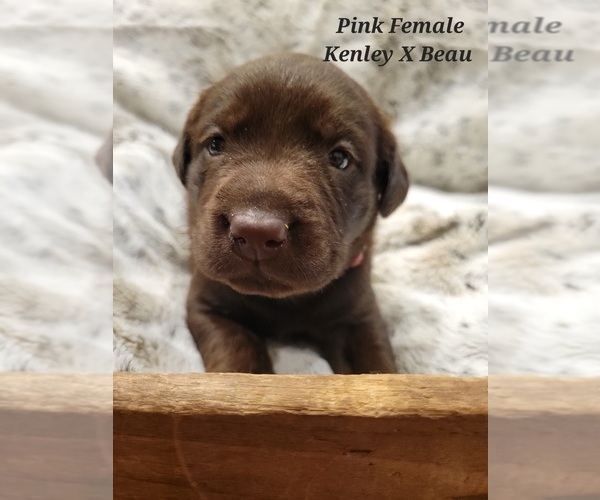 Medium Photo #1 Labrador Retriever Puppy For Sale in MONTROSE, IL, USA