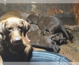 Mother of the Labrador Retriever puppies born on 09/25/2025