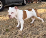Small #6 Olde English Bulldogge