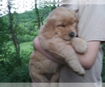 Small Photo #4 Golden Retriever Puppy For Sale in LOWER SALEM, OH, USA
