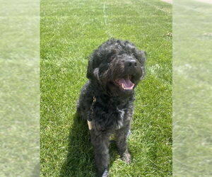 Aussiedoodle Dogs for adoption in Ogden, UT, USA
