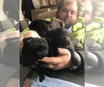 Small Photo #2 Chesador Puppy For Sale in AVOCA, MI, USA