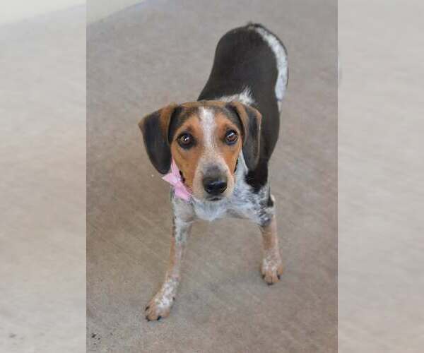 Medium Photo #1 Beagle-Unknown Mix Puppy For Sale in McKinney, TX, USA