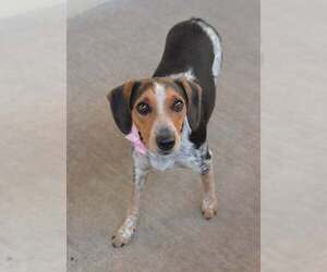 Beagle-Unknown Mix Dogs for adoption in McKinney, TX, USA