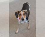 Small Beagle Mix