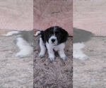 Small #8 Beagle-Cockapoo Mix