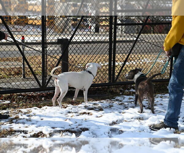 Medium Photo #2 Mutt Puppy For Sale in Glen Allen, VA, USA