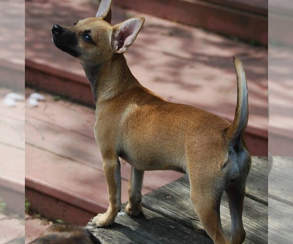 Medium Photo #3 Chihuahua-Unknown Mix Puppy For Sale in Spring, TX, USA