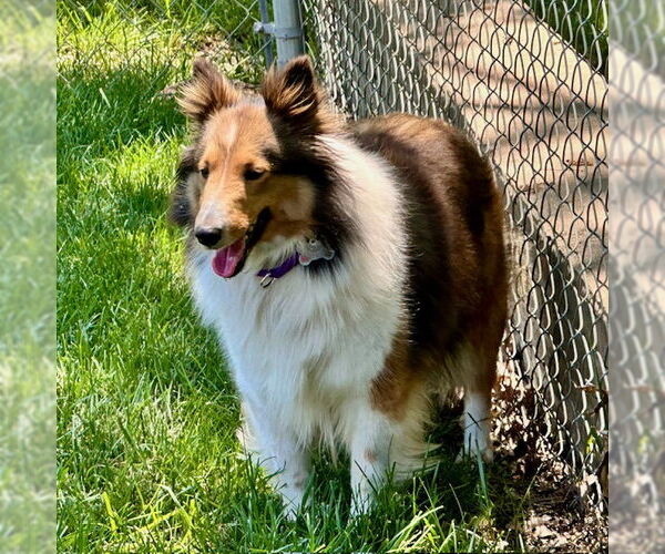 Medium Photo #7 Mutt Puppy For Sale in Wamego, KS, USA