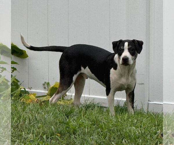 Medium Photo #2 Mutt Puppy For Sale in pomfret, CT, USA