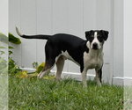Small #1 Mutt