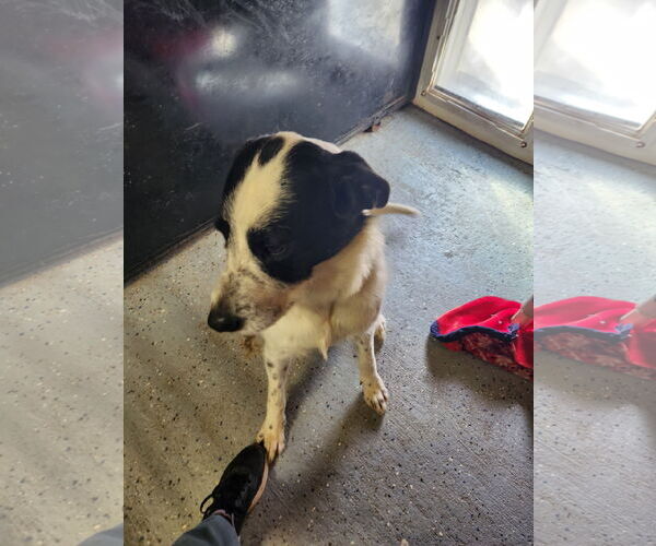 Medium Photo #4 Border Collie-Unknown Mix Puppy For Sale in Woodsfield, OH, USA
