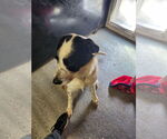 Small #3 Border Collie Mix