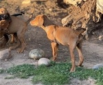 Small Photo #7 Labrador Retriever-Rhodesian Ridgeback Mix Puppy For Sale in FRESNO, CA, USA