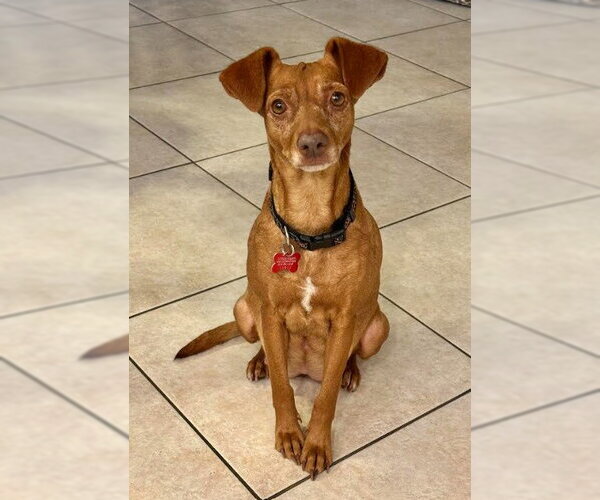 Medium Photo #2 Cheagle Puppy For Sale in San Diego, CA, USA
