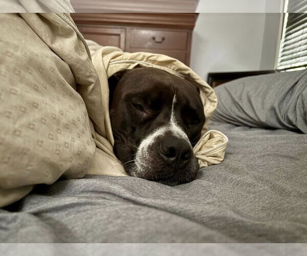 Medium Photo #7 Bullboxer Pit Puppy For Sale in Oakhurst, NJ, USA