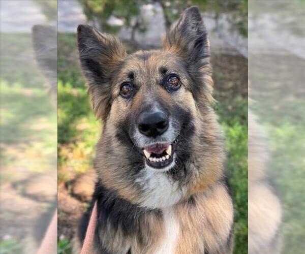 Medium Photo #2 German Shepherd Dog Puppy For Sale in Woodland, CA, USA