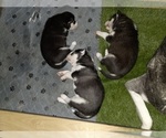 Small Photo #55 Siberian Husky Puppy For Sale in ALTON, IL, USA