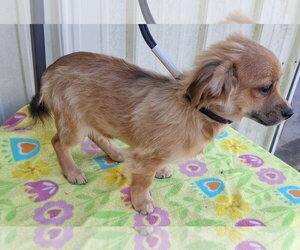 Cayenne - Male ShiChi Dog for Adoption - Photo #4