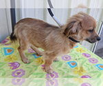 Small Photo #4 ShiChi Puppy For Sale in Mountain View, MO, USA