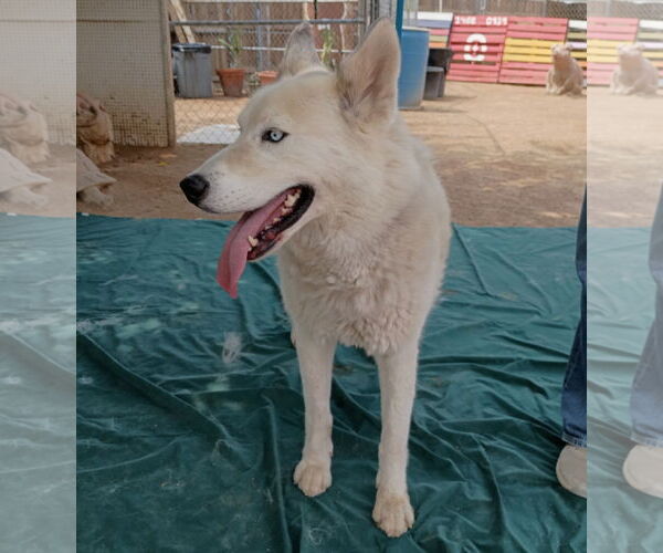 Medium Photo #5 Siberian Husky-Unknown Mix Puppy For Sale in Apple Valley, CA, USA