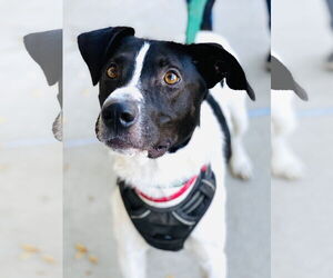 Chester 2 *Adopt or Foster* - Male Mutt Dog for Adoption - Photo #5
