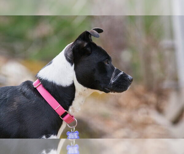 Medium Photo #13 American Pit Bull Terrier-Border Collie Mix Puppy For Sale in Oak Bluffs, MA, USA
