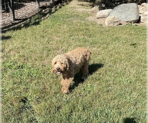 Mother of the Cockapoo puppies born on 02/17/2024