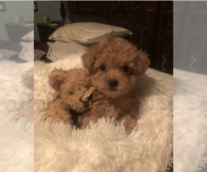 Poodle (Toy) Puppy for sale in MONTECITO, CA, USA