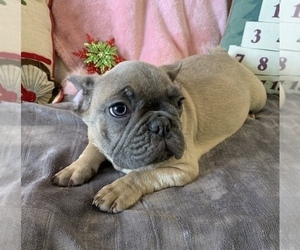French Bulldog Puppy for sale in JOHNS ISLAND, SC, USA
